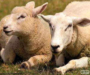 пазл Две овцы